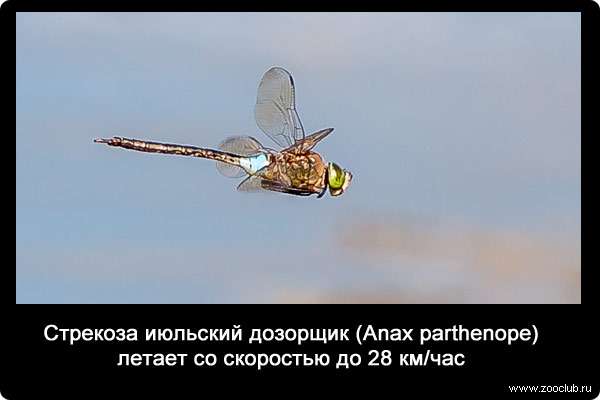 Стрекоза июльский дозорщик (Anax parthenope) летает со скоростью до 28 км/час.