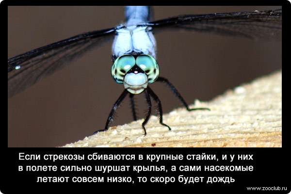 Если стрекозы сбиваются в крупные стайки, и у них в полете сильно шуршат крылья, а сами насекомые летают совсем низко, то скоро будет дождь.