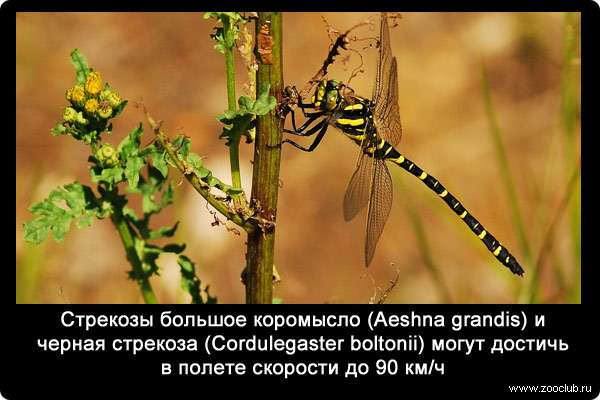 Стрекозы большое коромысло (Aeshna grandis) и черная стрекоза (Cordulegaster boltonii) могут достичь в полете скорости до 90 км/ч.