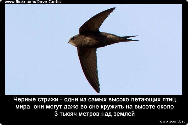 Черные стрижи - одни из самых высоко летающих птиц мира, они могут даже во сне кружить на высоте около 3 тысяч метров над землей.
