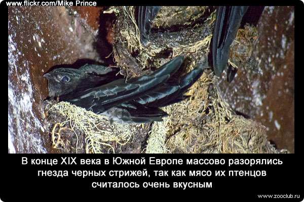 В конце XIX века в Южной Европе массово разорялись гнезда черных стрижей, так как мясо их птенцов считалось очень вкусным.
