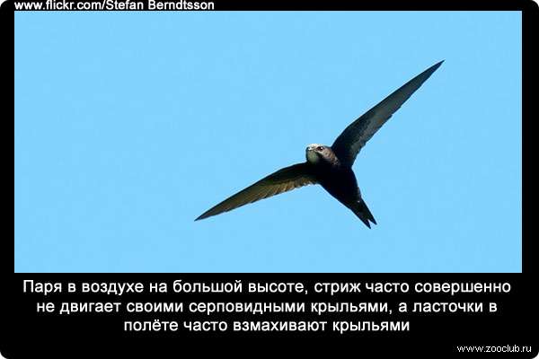 Паря в воздухе на большой высоте, стриж часто совершенно не двигает своими серповидными крыльями, а ласточки в полёте часто взмахивают крыльями.