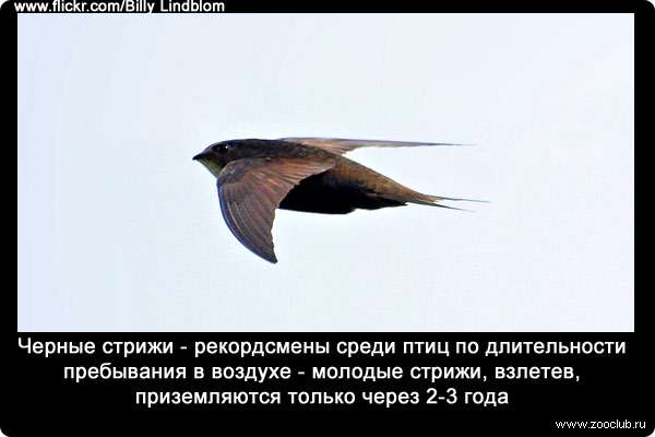 Черные стрижи (Apus apus) - рекордсмены среди птиц по длительности пребывания в воздухе - молодые стрижи, взлетев, приземляются только через 2-3 года.