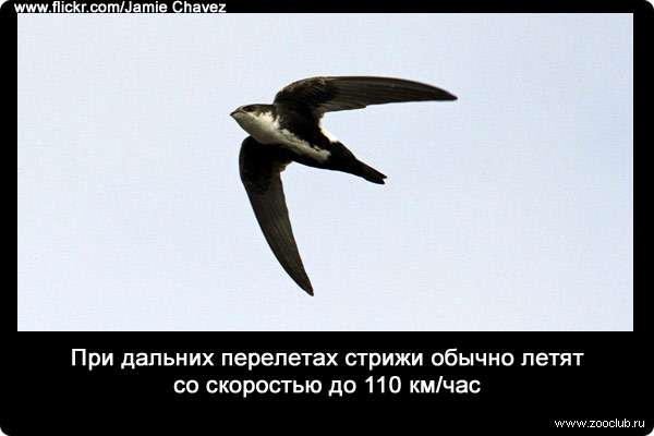 При дальних перелетах стрижи обычно летят со скоростью до 110 км/час.