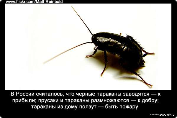 В России считалось, что черные тараканы заводятся - к прибыли; прусаки и тараканы размножаются - к добру; тараканы из дому ползут - быть пожару.