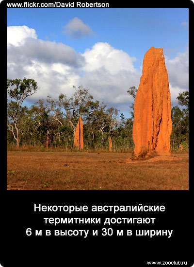 Некоторые австралийские термитники достигают 6 м в высоту и 30 м в ширину.