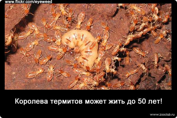 Королева термитов может жить до пятидесяти лет!