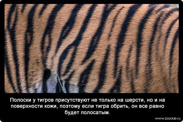  Полоски у тигров присутствуют не только на шерсти, но и на поверхности кожи, поэтому если тигра обрить, он все равно будет пятнистым