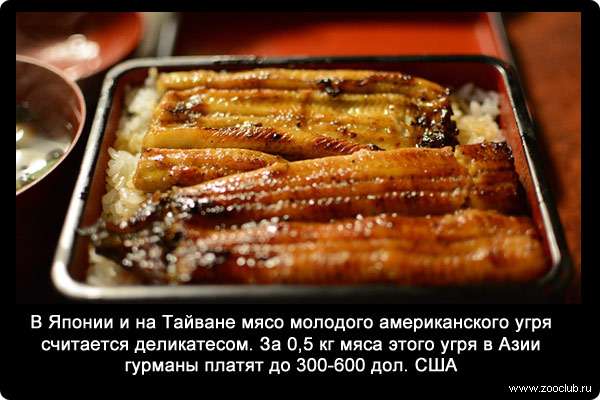 В Японии и на Тайване мясо молодого американского угря считается деликатесом. За 0,5 кг мяса этого угря в Азии гурманы платят до 300-600 дол. США.