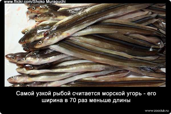 Самой узкой рыбой считается морской угорь (Conger conger) - его ширина в 70 раз меньше длины.
