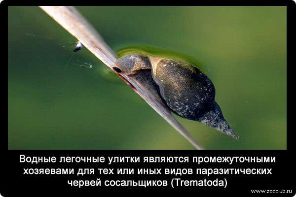 Водные легочные улитки являются промежуточными хозяевами для тех или иных видов паразитических червей сосальщиков (Trematoda).