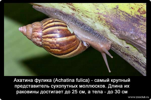 Ахатина (Achatina fulica) - самый крупный представитель сухопутных моллюсков. Длина их раковины достигает до 25 см, а тела - до 30 см.