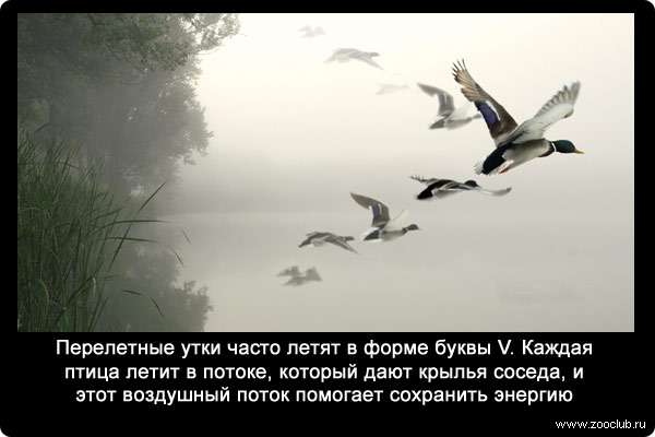 Перелетные утки часто летят в форме буквы V. Каждая птица летит в потоке, который дают крылья соседа, и этот воздушный поток помогает сохранить энергию.