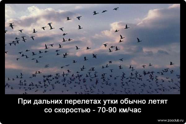 При дальних перелетах утки обычно летят со скоростью - 70-90 км/час.