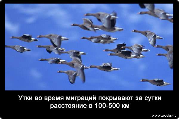 Утки во время миграций покрывают за сутки расстояние в 100-500 км.