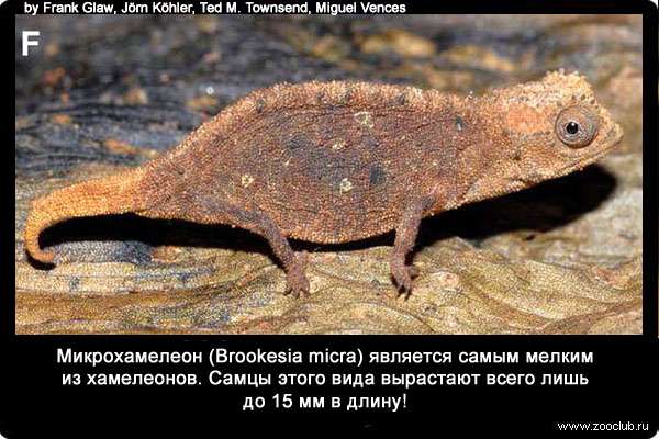 Микрохамелеон (Brookesia micra) является самым мелким из хамелеонов. Самцы этого вида вырастают всего лишь до 15 мм в длину!