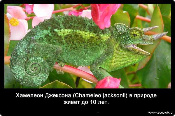 Хамелеон Джексона (Chameleo jacksonii) в природе живет до 10 лет.