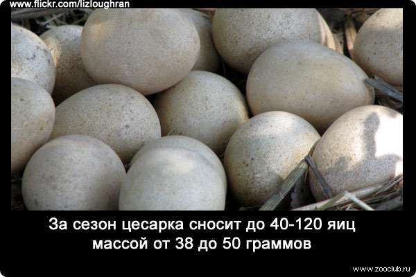 За сезон цесарка сносит до 40-120 яиц массой от 38 до 50 граммов.