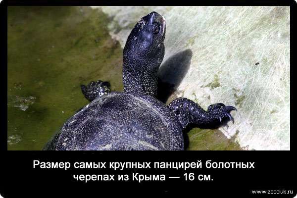 Размер самых крупных панцирей болотных черепах из Крыма - 16 см.