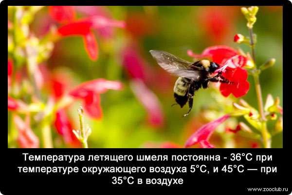 Температура летящего шмеля постоянна - 36°С при температуре окружающего воздуха 5°С, и 45°С - при 35°С в воздухе.