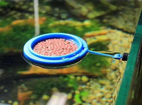 Автоматические кормушки для рыб и как они кормят