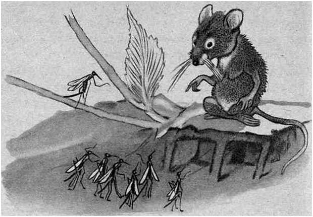 Комары в гостях у мыши, рисунок иллюстрация