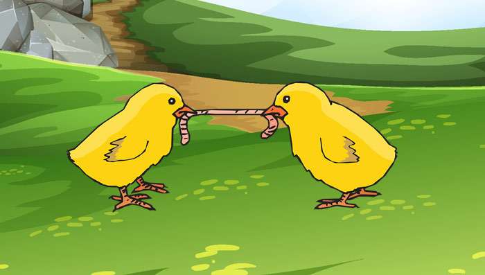 Два цыпленка тянут от друг друга червяка, рисунок иллюстрация