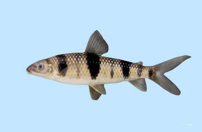 Лепорин пятнистый (Leporinus maculates), фото фотография аквариумные рыбы