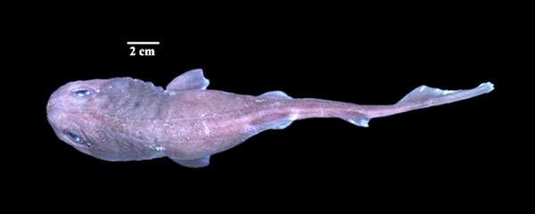Большеголовая акула (Cephalurus sp.), фото фотография хрящевые рыбы