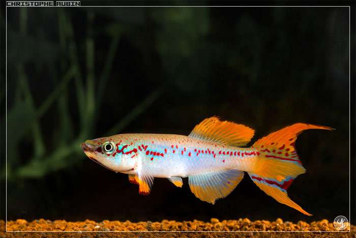 Дельтовый фундулопанхакс, афиосемион-дельта, дельта Килли (Fundulopanchax deltaensis), фото фотография аквариумные рыбки