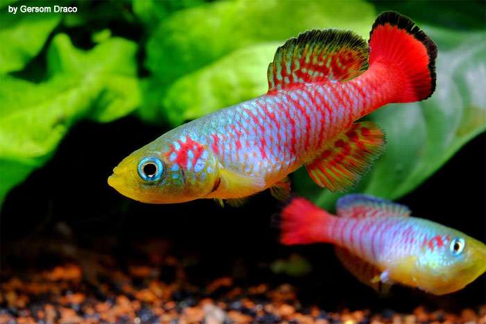 Гюнтеров нотобранх (Nothobranchius guentheri), фото фотография красивые рыбки