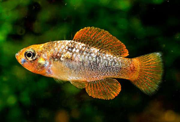 Красочная джорданелла, гарманелла красочная, гарманелла пульхра (Garmanella pulchra), фото фотография аквариумные рыбы