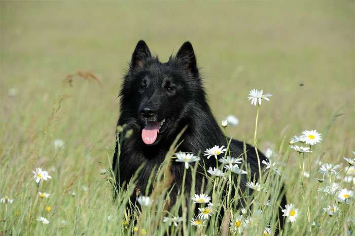 Грюнендаль (бельгийская овчарка), фото породы служебные собаки фотография картинка