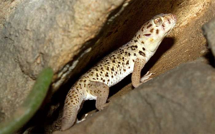 Сцинковый геккон (Teratoscincus scincus), фото фотография ящерицы
