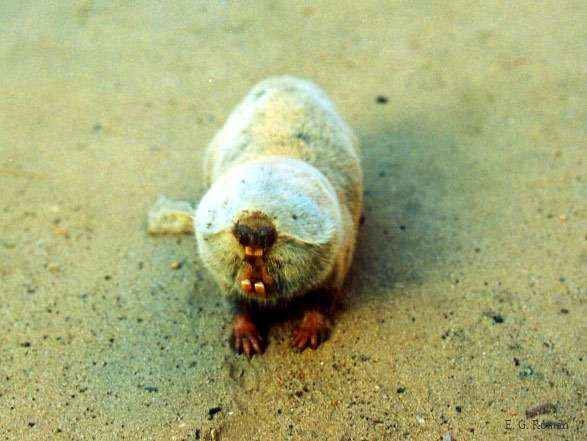 Песчаный слепыш (Spalax arenarius), фото фотография грызуны хомяки