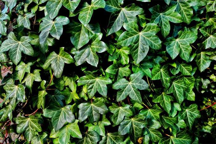 Зеленые листья плюща, фото фотография растения