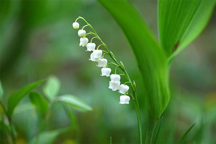Ландыш (Convallaria majalis), фото фотография растения