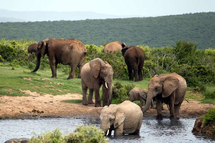 Группа слонов, фото фотография
