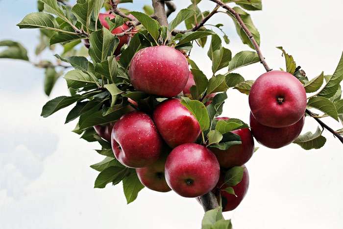 Красные яблоки на дереве, фото фотография фрукты