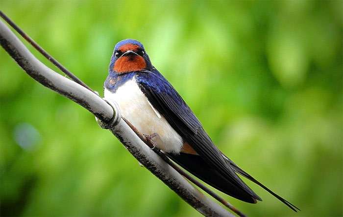 Деревенская ласточка, или ласточка-касатка (Hirundo rustica), фото фотография птицы