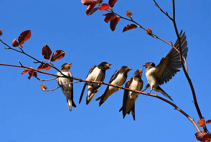 Деревенская ласточка с птенцами, фото фотография птицы