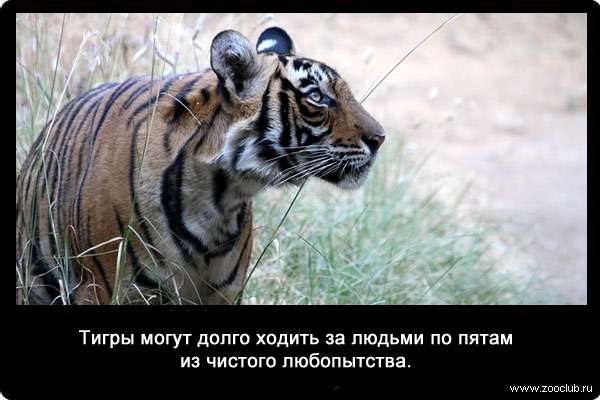 Тигры могут долго ходить за людьми по пятам из чистого любопытства.