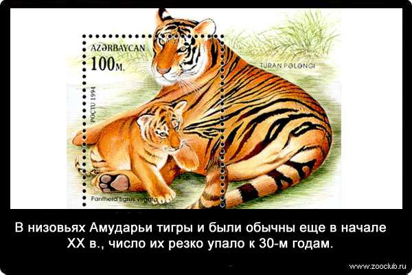 В низовьях Амударьи тигры и были обычны еще в начале XX в., число их резко упало к 30-м годам.