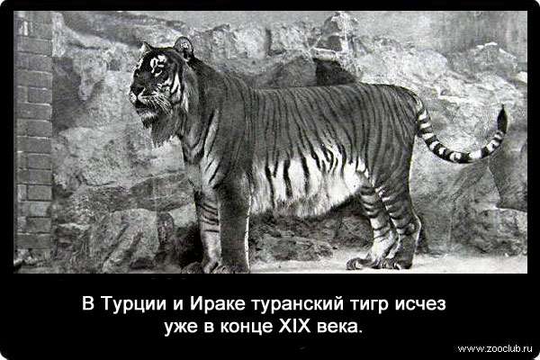 В Турции и Ираке туранский тигр исчез уже в конце XIX века.