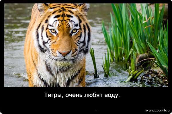 Тигры, очень любят воду.