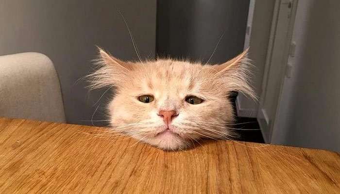 Кот Пончик, фото фотография кошки