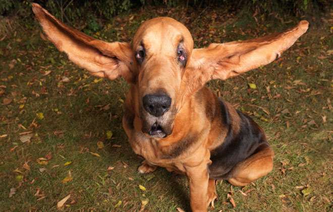 Бладхаунд Тиггер, фото самые собаки фотография