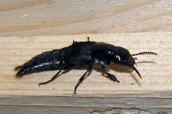 Стафилин широкий (Velleius dilatatus), фото насекомые фотография