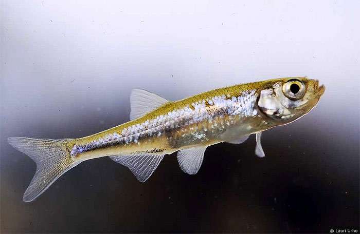 Верховка обыкновенная (Leucaspius delineatus), фото фотография пресноводные рыбы