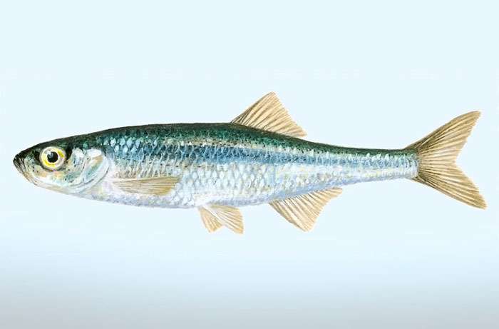 Верховка обыкновенная (Leucaspius delineatus), фото фотография рыбы